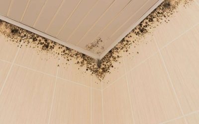 moisissures traitement humidité humisolutions